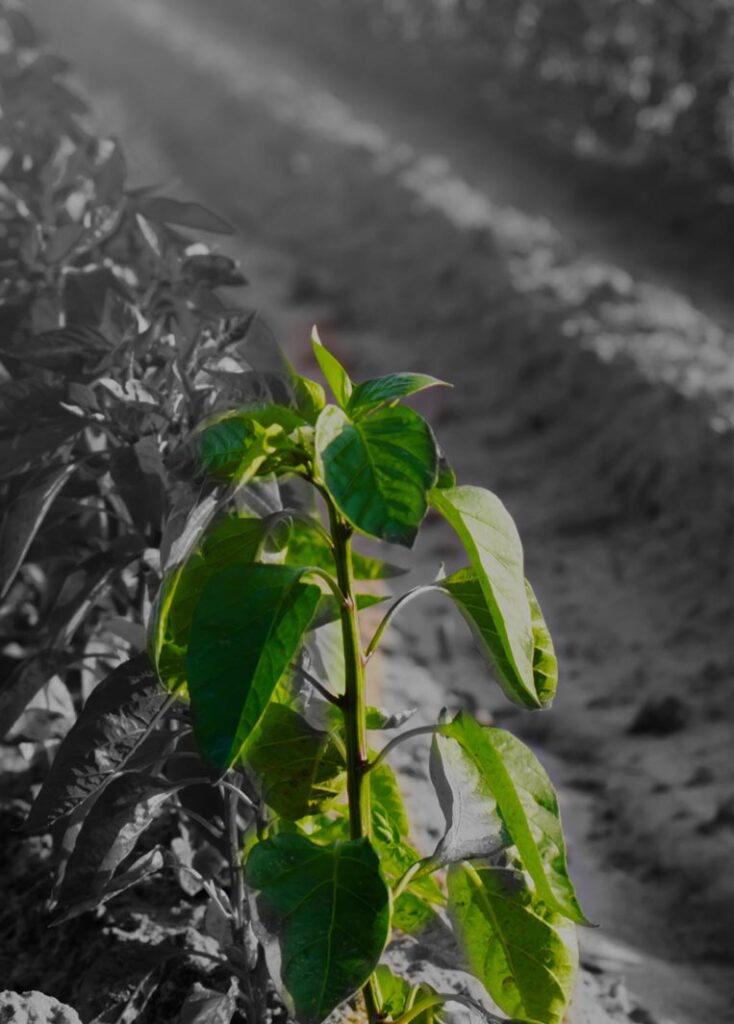 seguros agroindustria